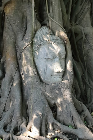 Historic tree with Buddha statue headの写真素材