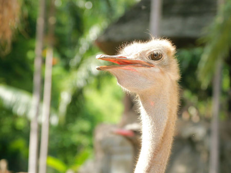 Ostrich Smilesの写真素材