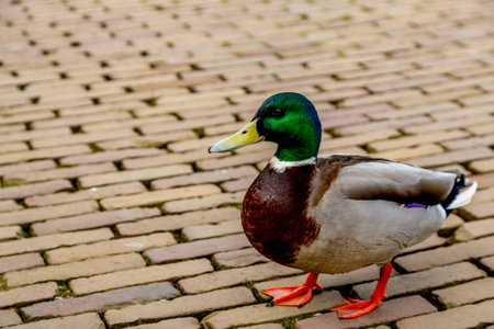 Dutch's duck greetingの写真素材