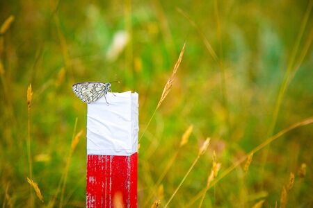 A black and white butterfly on red and white pillar in a field. Ecological meditation concept. Alpine nature. Tracking route indicator in the forest. No people composition. Summer in the mountainsの写真素材