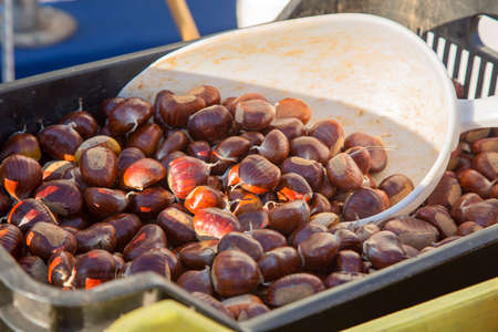 Shiny fresh brown chestnuts in a black plastic container with big white scoop for packing in the market place. Harvesting concept. traditional gluten free products. Abundant carbohydrates foodの写真素材