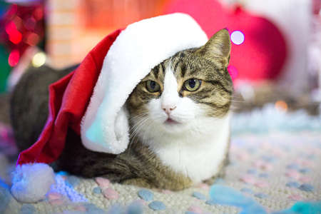 New year tiger cat in Christmas red hat with white border on hat. Big cat at home decorated for winter party. Pet at home. Portrait of animal. Post card picture. Celebrating winter party. Xmas costume . High quality photoの写真素材