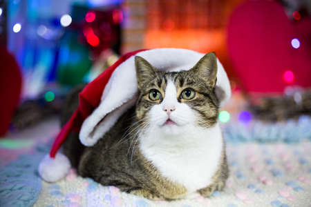 Cat in Christmas red hat with white border looks up. Big cat at home decorated for winter party. Pet at home. Portrait of animal. Post card picture. Celebrating winter party. Xmas costumeの写真素材