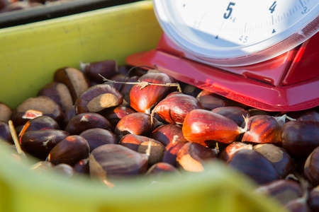 A lot of shiny fresh brown chestnuts in the market. Harvest in Mediterranean. Agricultural and dieting concept. Gluten free products. Abundant carbohydrates foodの写真素材