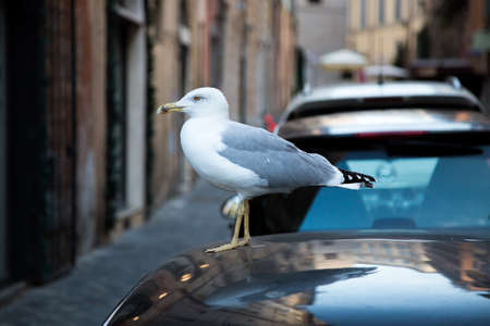 Seagull in the city.の写真素材