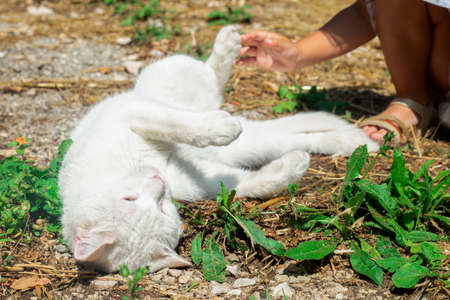 White domestic cat plays in the sun with a little girl. No face. Hand touches animal leg. Pet and baby friendship. Growing together. Vacation in countryside. Living in a farm reality. Relaxationの写真素材