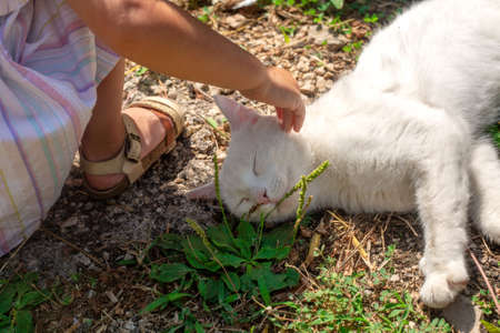 White domestic cat sleeping in the sun with near little girl. No face. Hand touches animal. Pet and baby friendship. Growing together. Vacation in countryside. Living in a farm reality. Relaxationの写真素材