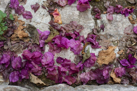 Purple petals on grey cobblestone pavement. Background and wallpaper picture. Autumn and oldness picture. Copy space. Floral design and harvesting. Leaf fall in the city. Postcard. Love and weddingの写真素材