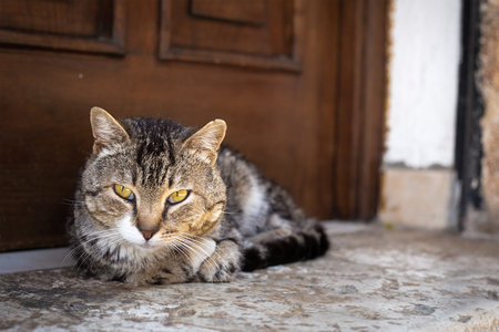 Homeless tiger cat lies in front of the entrance door. Domestic predator looking straight forward. Pet outdoors. Closeup portrait of vagabond animal in the city. Wild forest cat in houseの写真素材