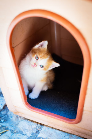 Little red and white homeless kitten with blue eyes look out from outdoor doghouse. Vertical photo. Cute pet outdoors. Vagabond childhood concept. Curious glanceの写真素材