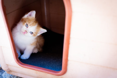 Horizontal photo. Little red and white homeless kitten with blue eyes look out from outdoor doghouse. Cute pet outdoors. Vagabond childhood concept. Curious glanceの写真素材