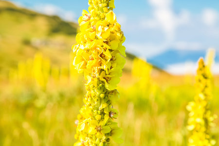 Closeup of yellow flower in grassy meadow under blue sky