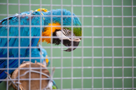 A vibrant blue and yellow parrot is comfortably sitting inside a cageの写真素材