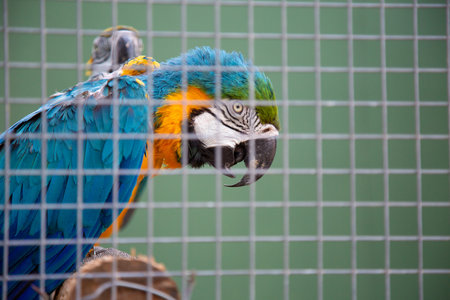 A blue and yellow parrot sits in a cage with green foliage