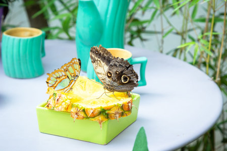 A colorful butterfly sits on a pineapple slice on a tableの写真素材