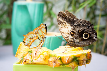 Two beautiful butterflies are sitting on a slice of ripe pineappleの写真素材