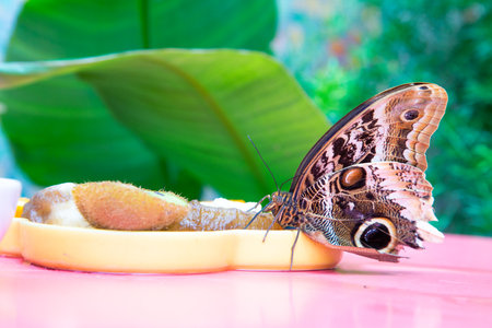 A colorful butterfly rests on a bright yellow plate on a tableの写真素材