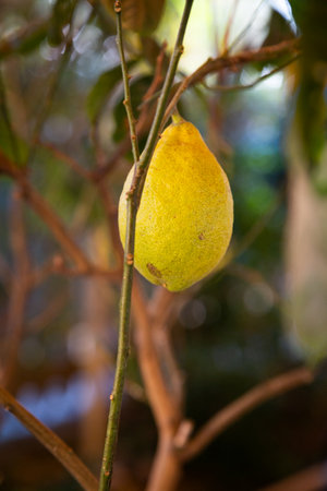 A bright and vibrant yellow lemon is hanging beautifully from a tree branchの写真素材
