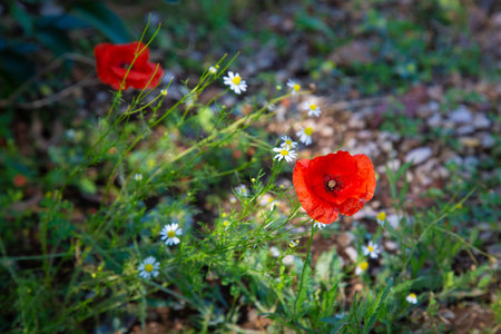 A bright red poppy alongside white daisies are growing beautifully in the grassの写真素材