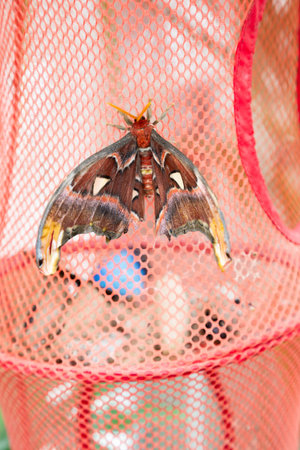 A person is carefully holding a moth within a red netted enclosureの写真素材