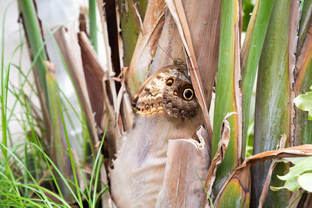 This is a close up image of a beautiful butterfly resting on a tree branchの写真素材