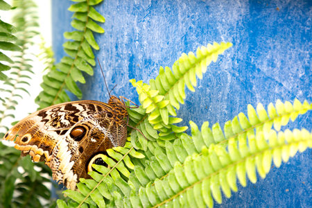 A butterfly rests on a green fern in front of a blue wallの写真素材