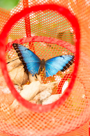 A beautiful blue butterfly is gently sitting inside an orange netの写真素材