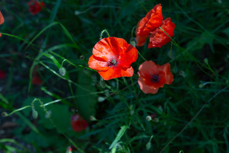 A vibrant bunch of red flowers is flourishing beautifully in the grassの写真素材