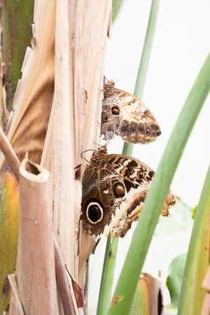 Two beautiful butterflies are perched gracefully on a tree branchの写真素材