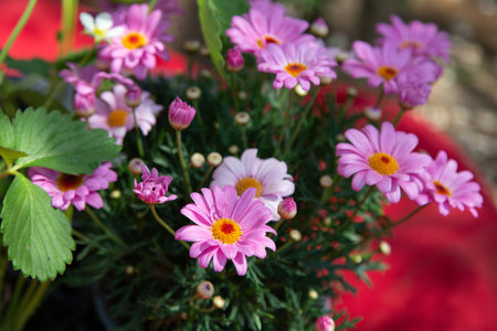A lovely bunch of vibrant purple flowersの写真素材