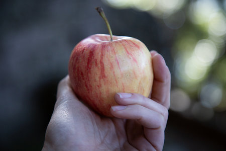 A person is holding a fresh, ripe apple in their hand firmlyの写真素材