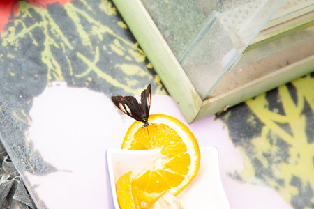 A beautiful butterfly is delicately perched on a slice of orangeの写真素材