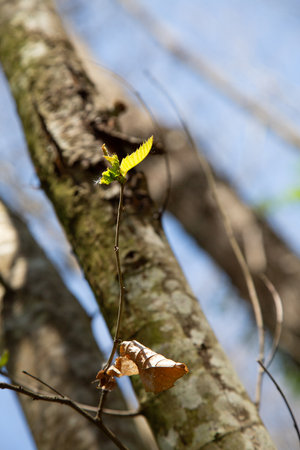 A tree branch has a yellow leaf that is growing out of itの写真素材