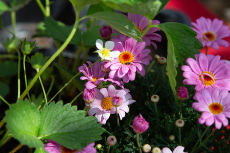 A cluster of beautiful pink flowers featuring a vibrant yellow centerの写真素材