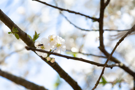 A tree branch with delicate white flowers against a blue skyの写真素材