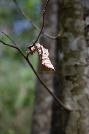 This is a detailed close up of a leaf that is hanging down from a tree branchの写真素材