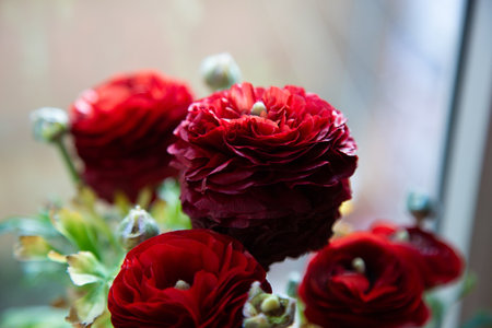 This is a close up view of a beautiful bunch of red roses arranged in a vaseの写真素材
