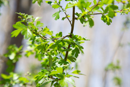 A detailed close up view of a tree branch showcasing lush green leavesの写真素材