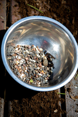 A large bowl filled with seeds is sitting on a wooden tableの写真素材