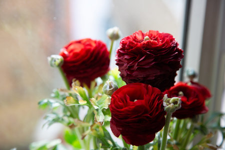 A vibrant bunch of red flowers is beautifully placed on a window sillの写真素材