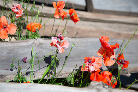 A vibrant bunch of red flowers is flourishing beautifully in the grassの写真素材
