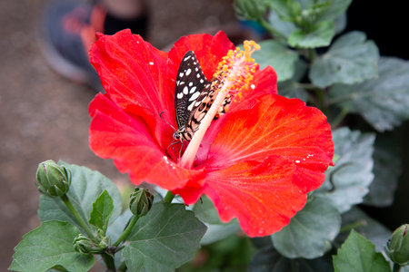 This is a closeup image depicting a red flower with a butterfly resting on itの写真素材