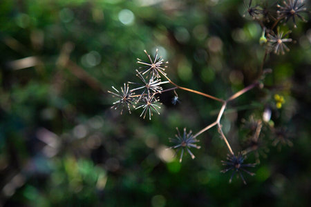 A closeup of a beautiful plant against a vivid green backgroundの写真素材