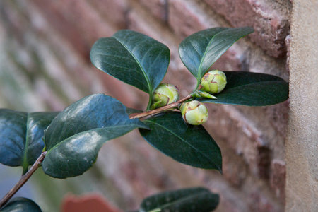 A vibrant plant with green leaves and yellow buds by a brick wallの写真素材