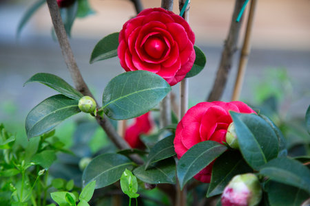 Closeup of a vibrant red flower on a plant with green leavesの写真素材