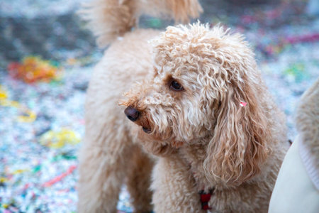 A small, cute brown poodle is proudly standing on a colorful pile of confettiの写真素材