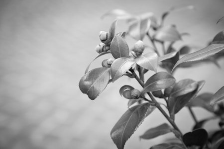 A closeup image of a plant featuring green leaves and budsの写真素材