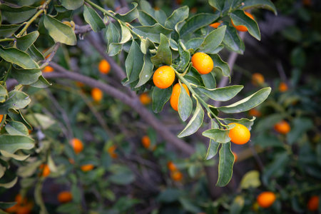 There is a bunch of ripe oranges hanging from a branch of the treeの写真素材