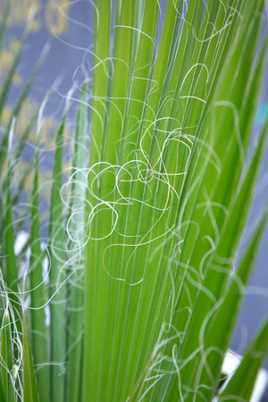 This image captures a closeup view of a plant abundant with lush green leaves