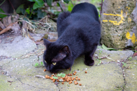 A black cat is sitting on the ground and eating some cat foodの写真素材